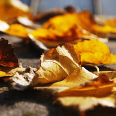 骚扰电话呼叫软件